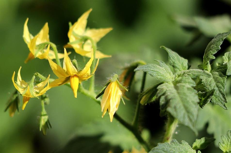 Tomato plant